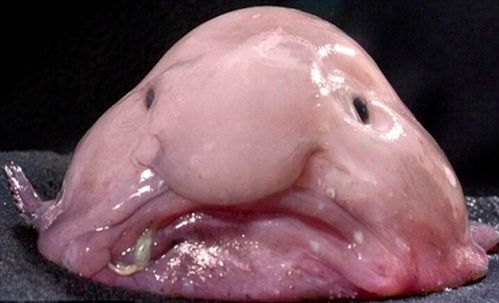 世界上最丑的鱼