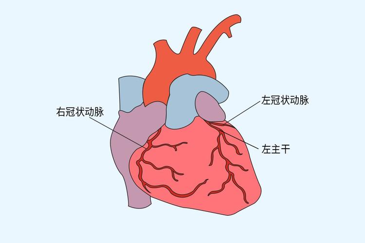 冠状动脉图片