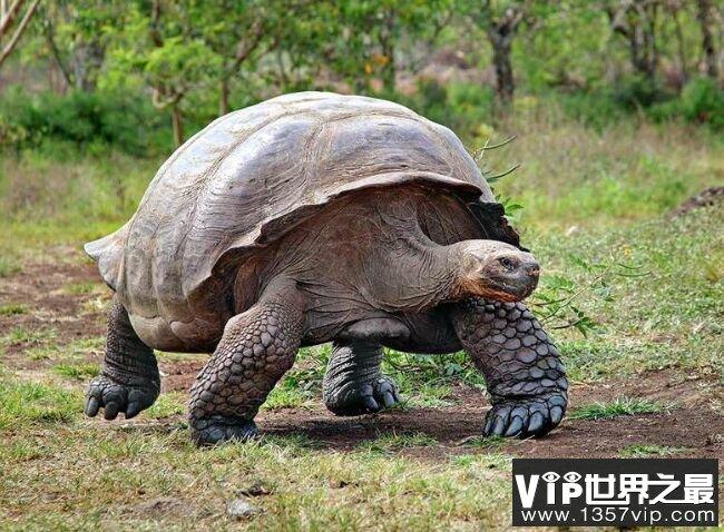 寿命最长的乌龟