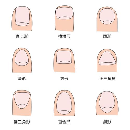 指甲的五种形状图