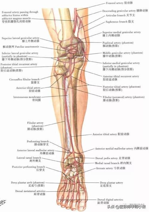 腿部骨头结构图