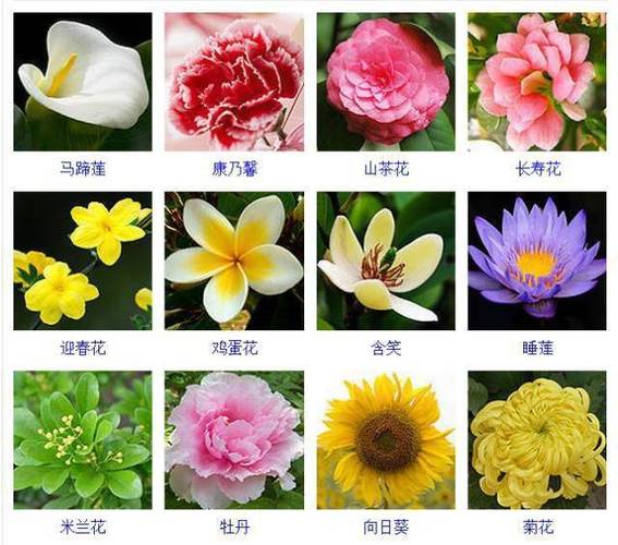 花的品种有哪些