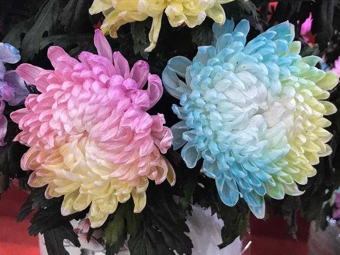 菊花有几种颜色