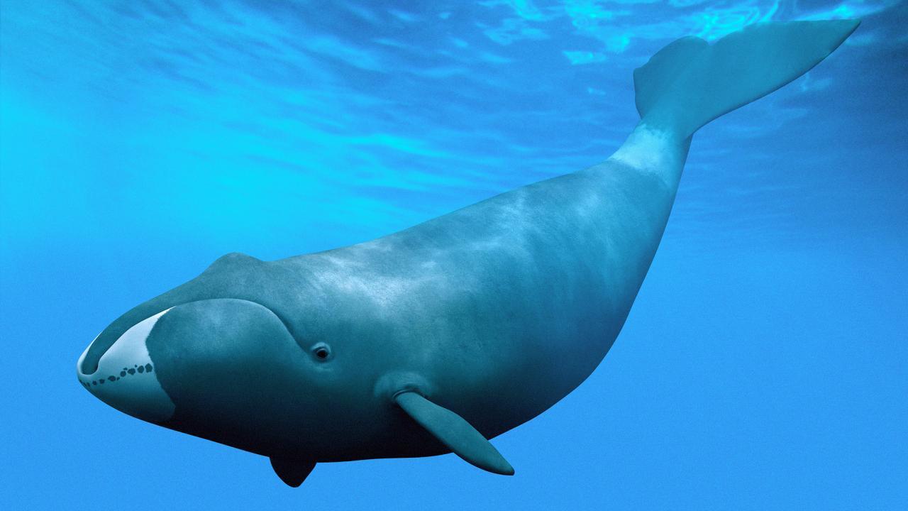 鲸是什么动物