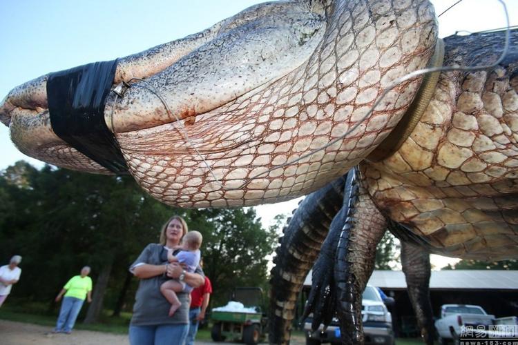 世界上最大的鳄鱼的相关图片