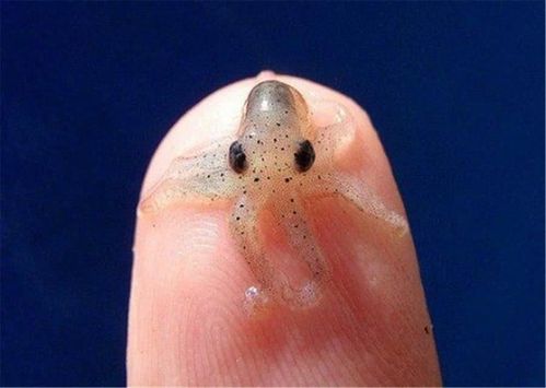 世界上最小的动物的相关图片