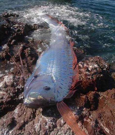 世界上最长的鱼的相关图片
