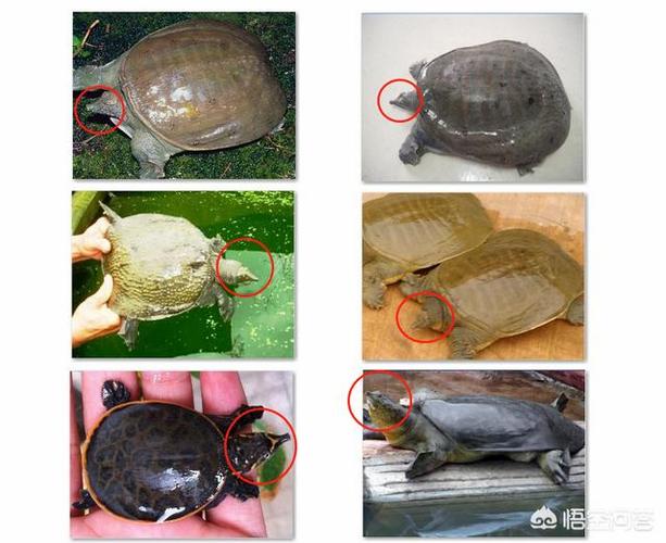 乌龟是甲鱼吗的相关图片