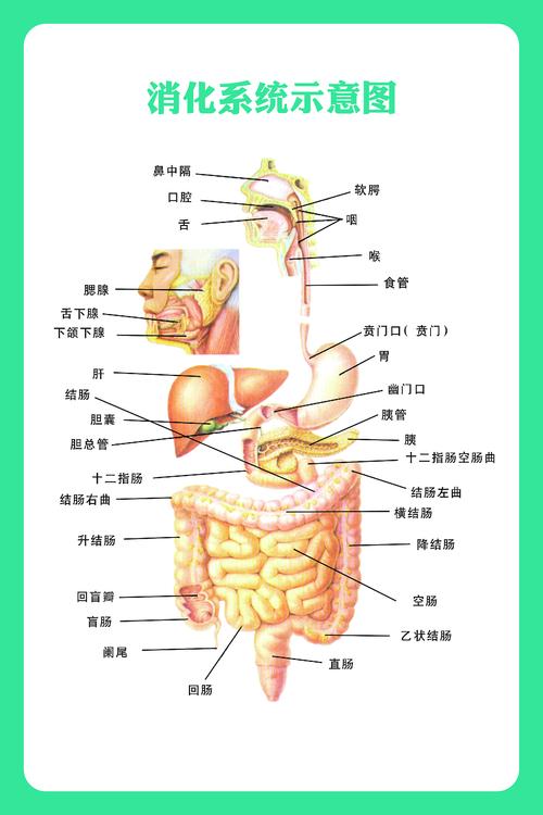 人体解剖学图的相关图片