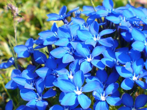 什么花是蓝色的的相关图片