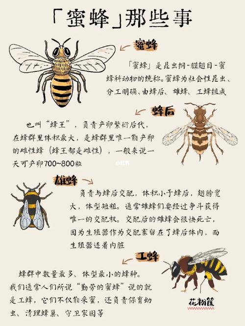 关于蜜蜂的资料的相关图片