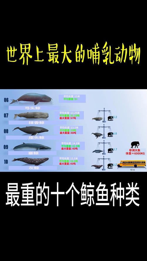 十大鲸鱼大小排名的相关图片