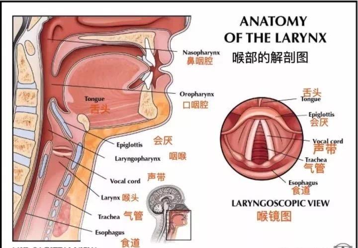 喉的解剖结构图的相关图片