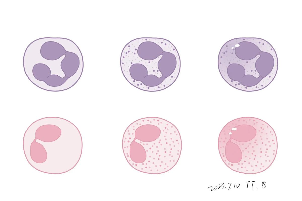 嗜酸粒细胞的相关图片
