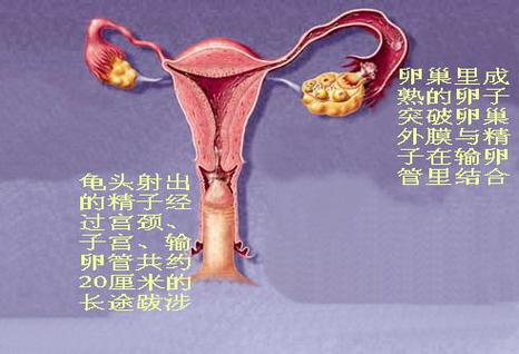 女性生殖器官图的相关图片