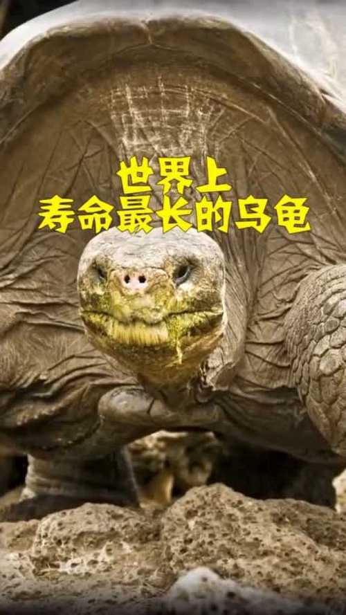 寿命最长的乌龟的相关图片