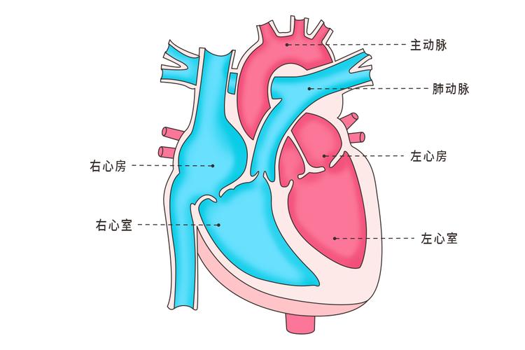 心脏结构示意图的相关图片