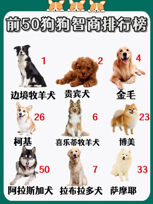 智商排名前十的狗的相关图片