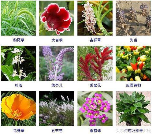 植物有哪些名字的相关图片