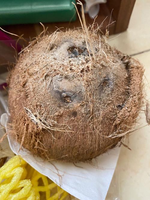 椰子是发物吗的相关图片