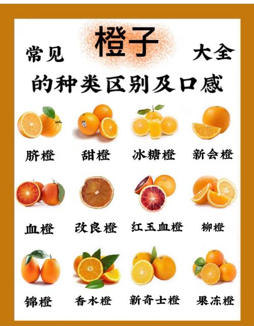 橙子的种类的相关图片