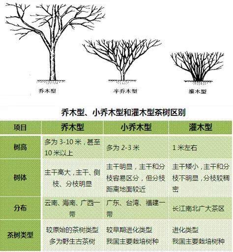 灌木和乔木的区别的相关图片