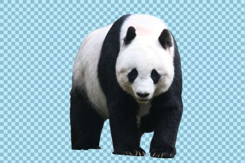 熊猫压缩图片的相关图片