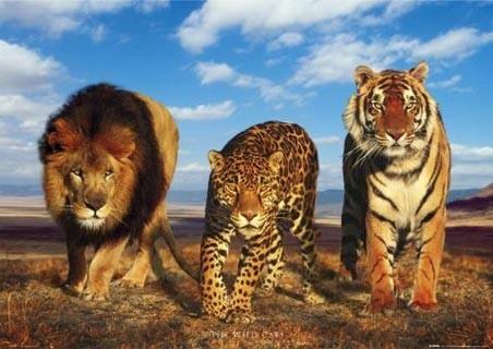 狮子和豹子谁厉害的相关图片