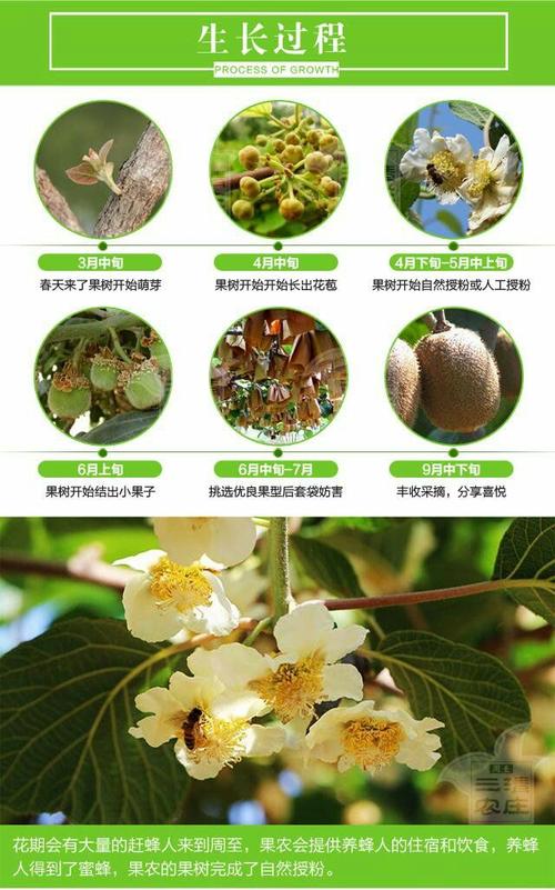 猕猴桃种植条件的相关图片