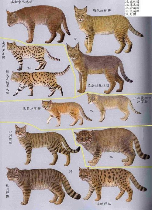 猫的祖先是什么的相关图片