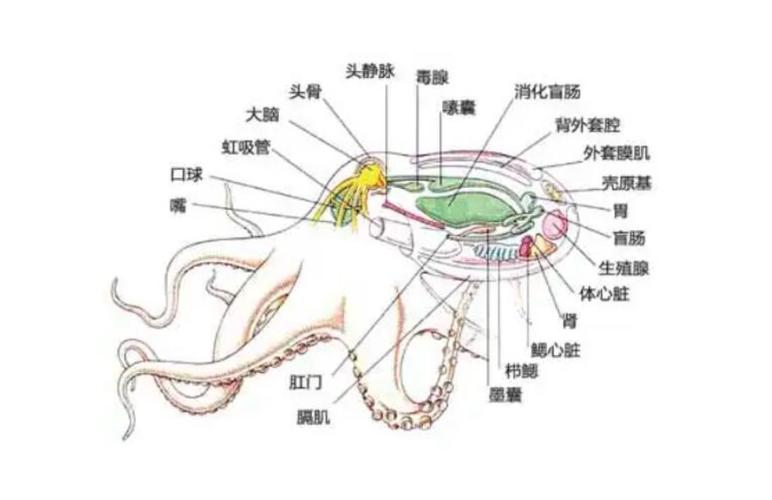 章鱼有几个大脑的相关图片