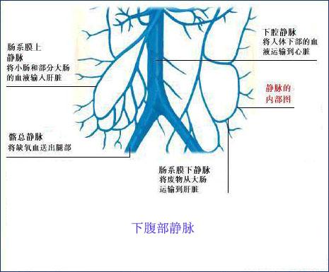 肠系膜下静脉的相关图片