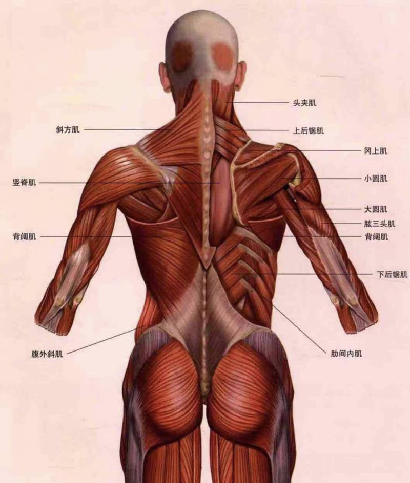背部肌肉分布图的相关图片