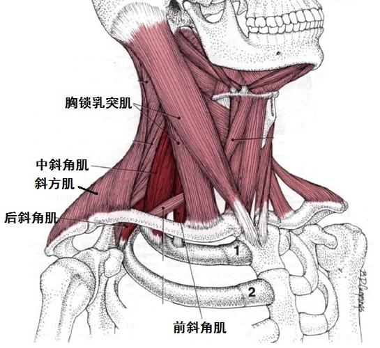 脖子上的肌肉的相关图片