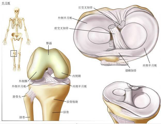 膝关节图片结构图的相关图片