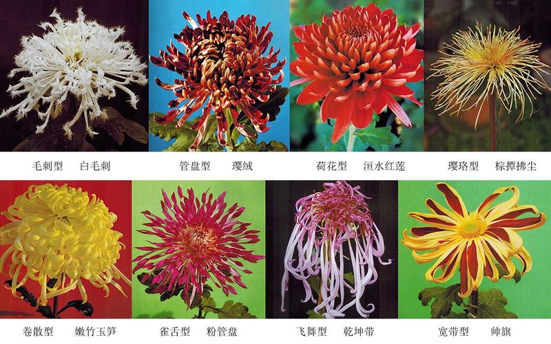 菊花有几种的相关图片