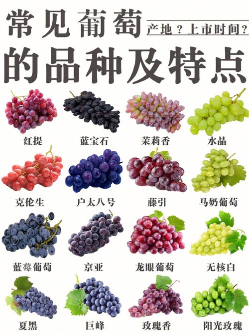 葡萄的种类的相关图片