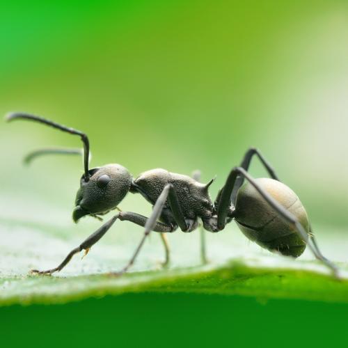 蚂蚁是不是动物的相关图片