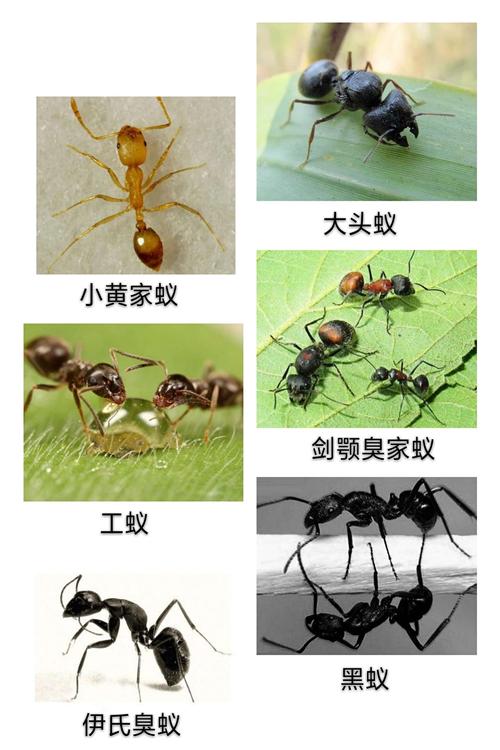 蚂蚁有多少种的相关图片