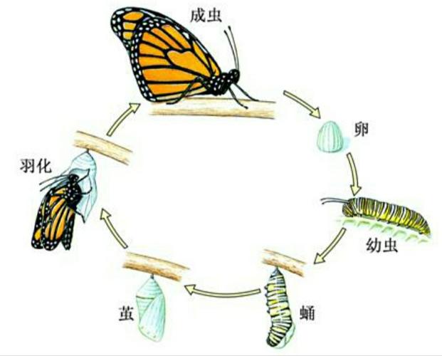 蝴蝶是怎么变成的的相关图片