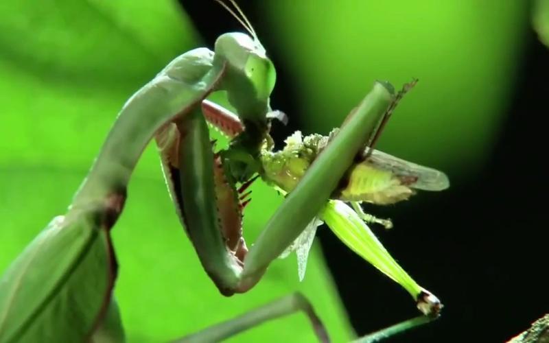 螳螂吃什么食物的相关图片