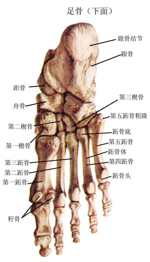 足部骨骼图解大全的相关图片