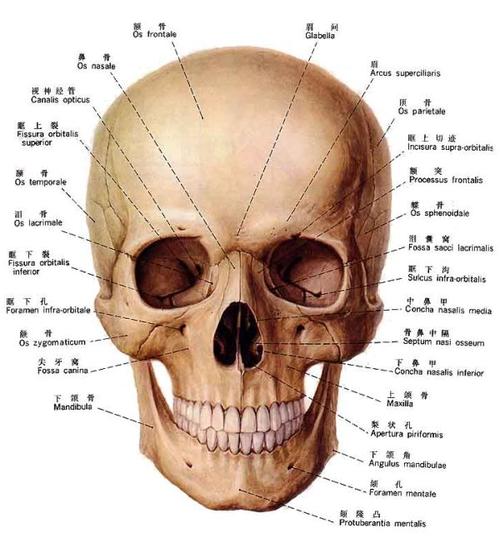 面颅骨的组成的相关图片