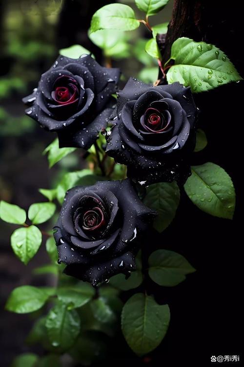 黑色玫瑰花的相关图片