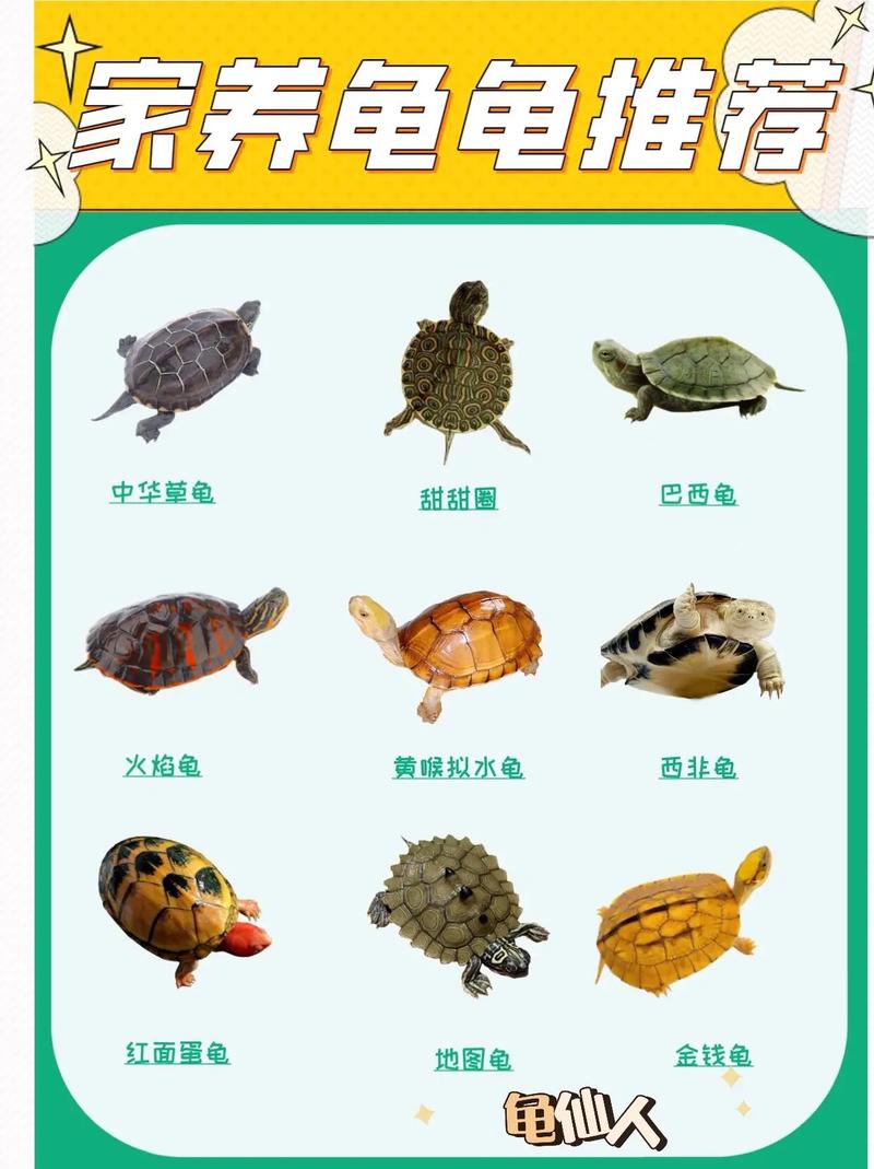 龟的品种大全图片的相关图片